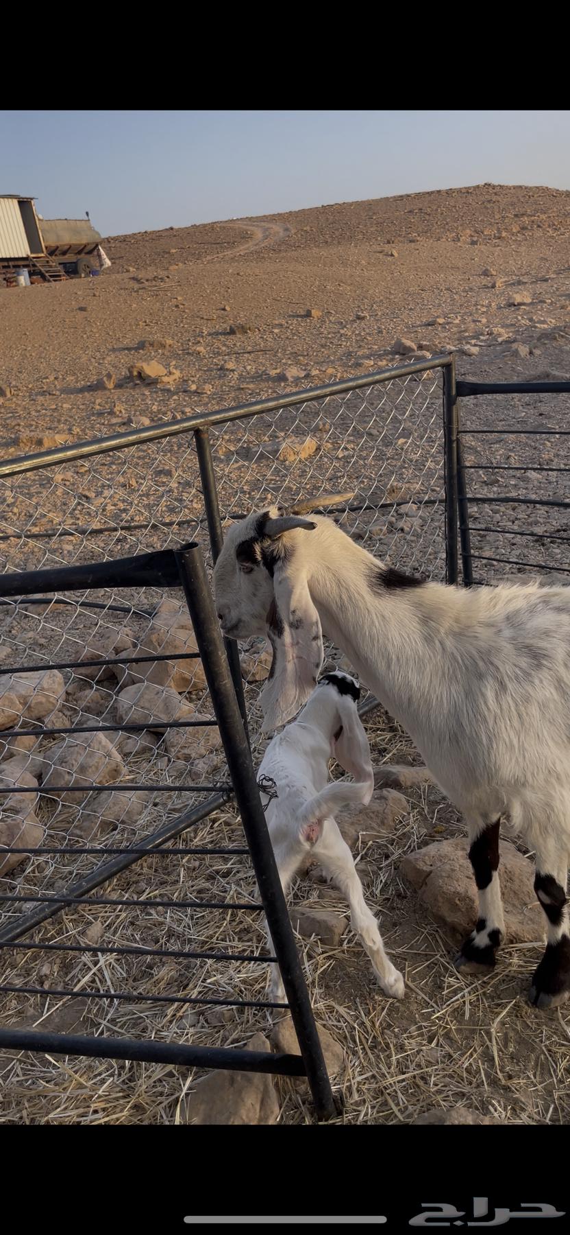 للبيع متابيع64390912005121110