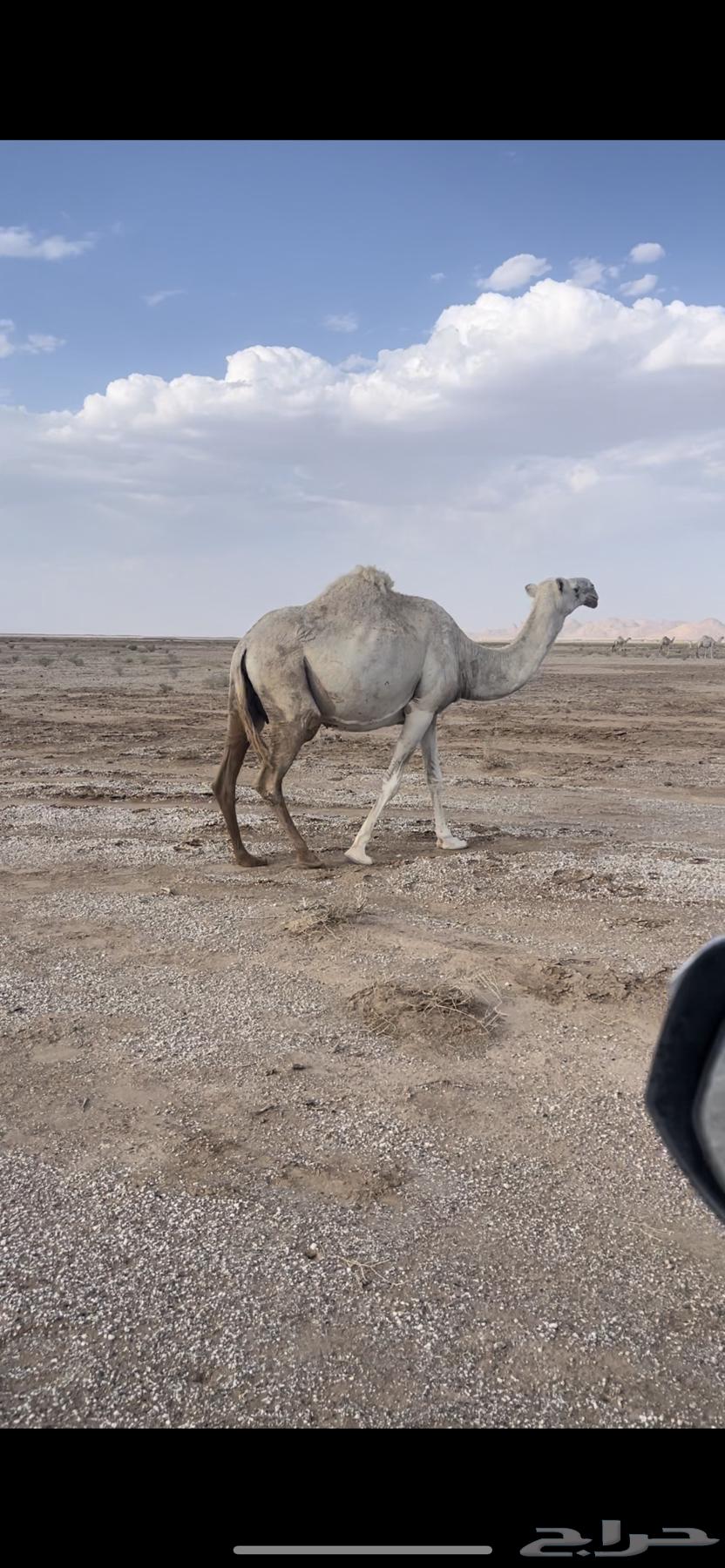 للبيع العشرا اطيبه64389114008579110