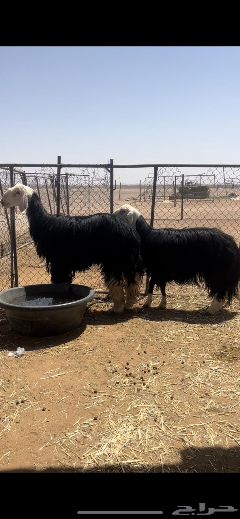 رباعيات نجد طيبه64390026670851113