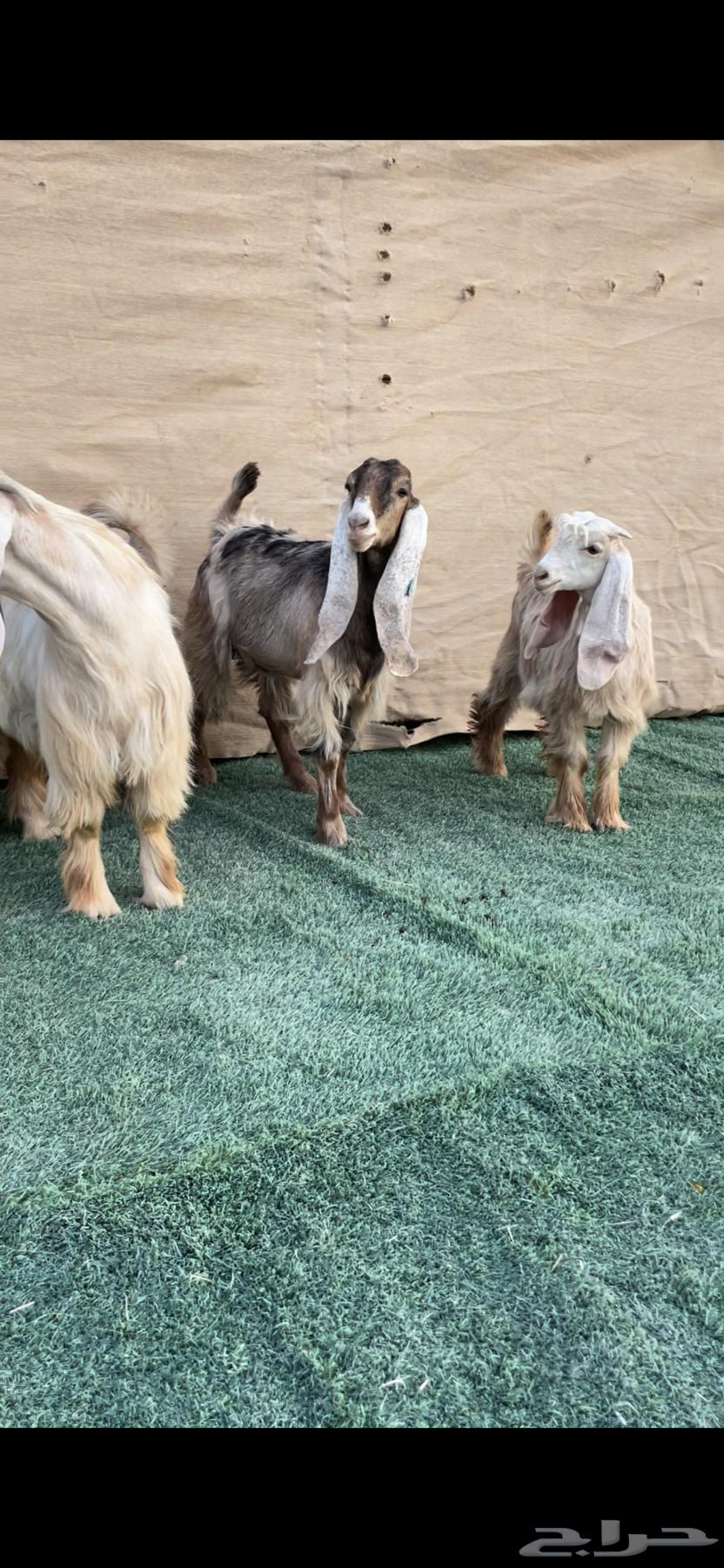 Jafar Zero Symptoms Class A Identifications64390443995395110