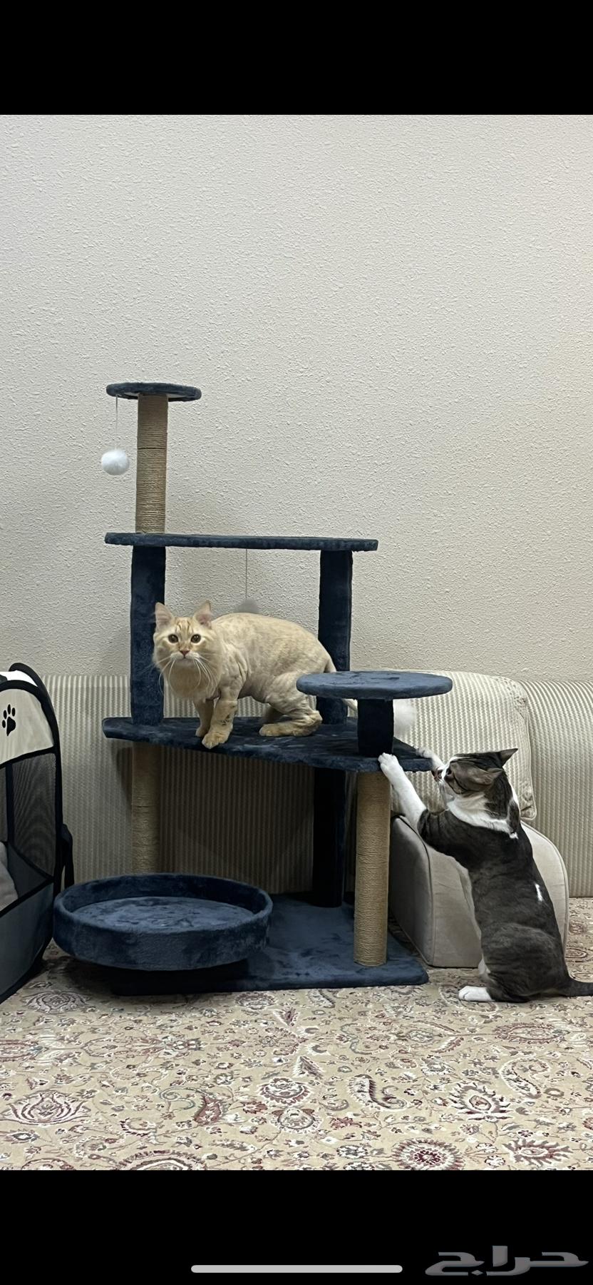 شجرة قطط للبيع نظيفه وجديده64387815519873111