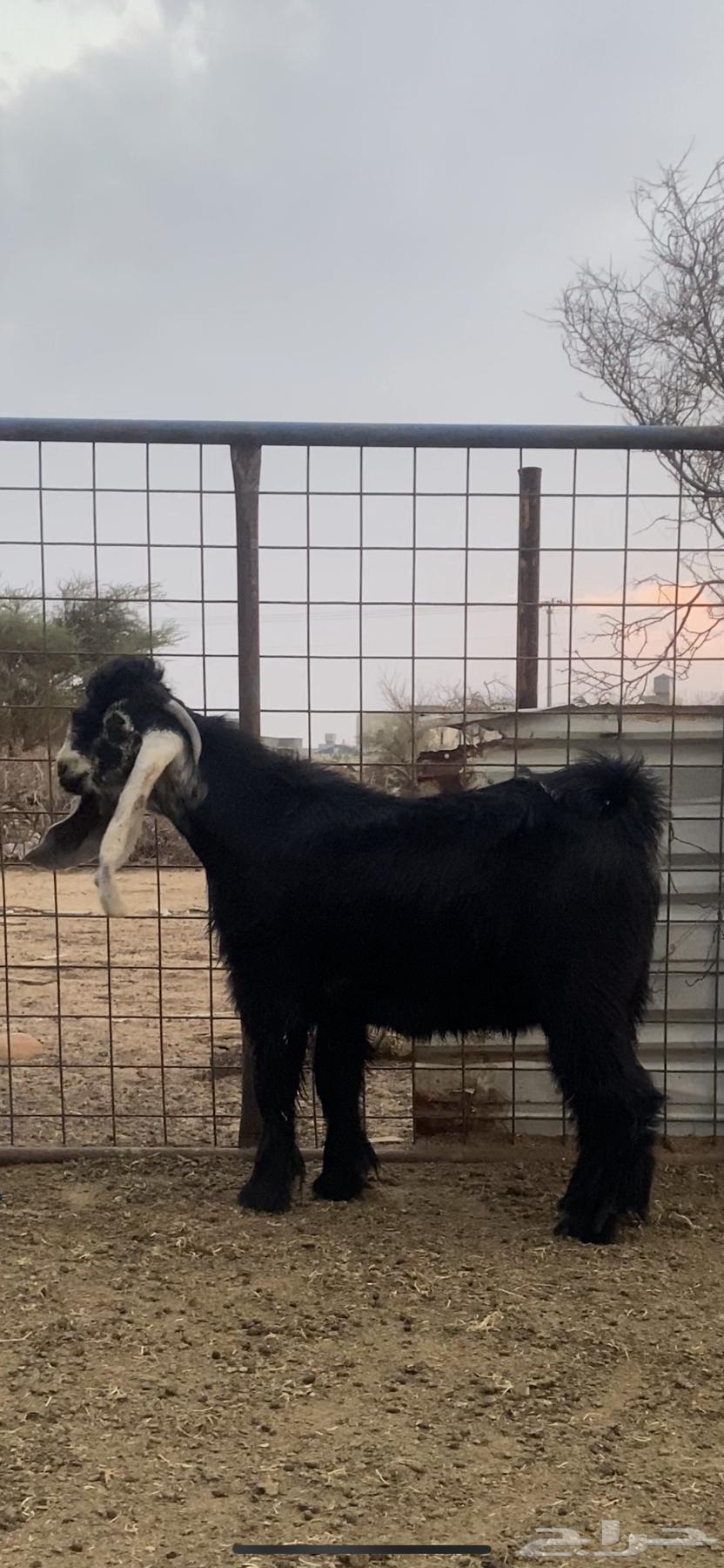 Tayis Aredi64382059199745113