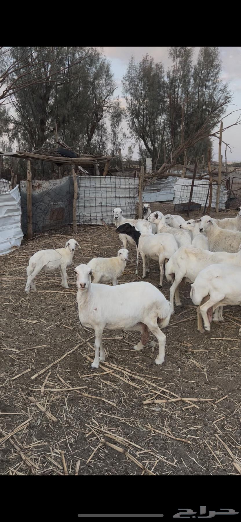 لبيع غنم64388121010051112