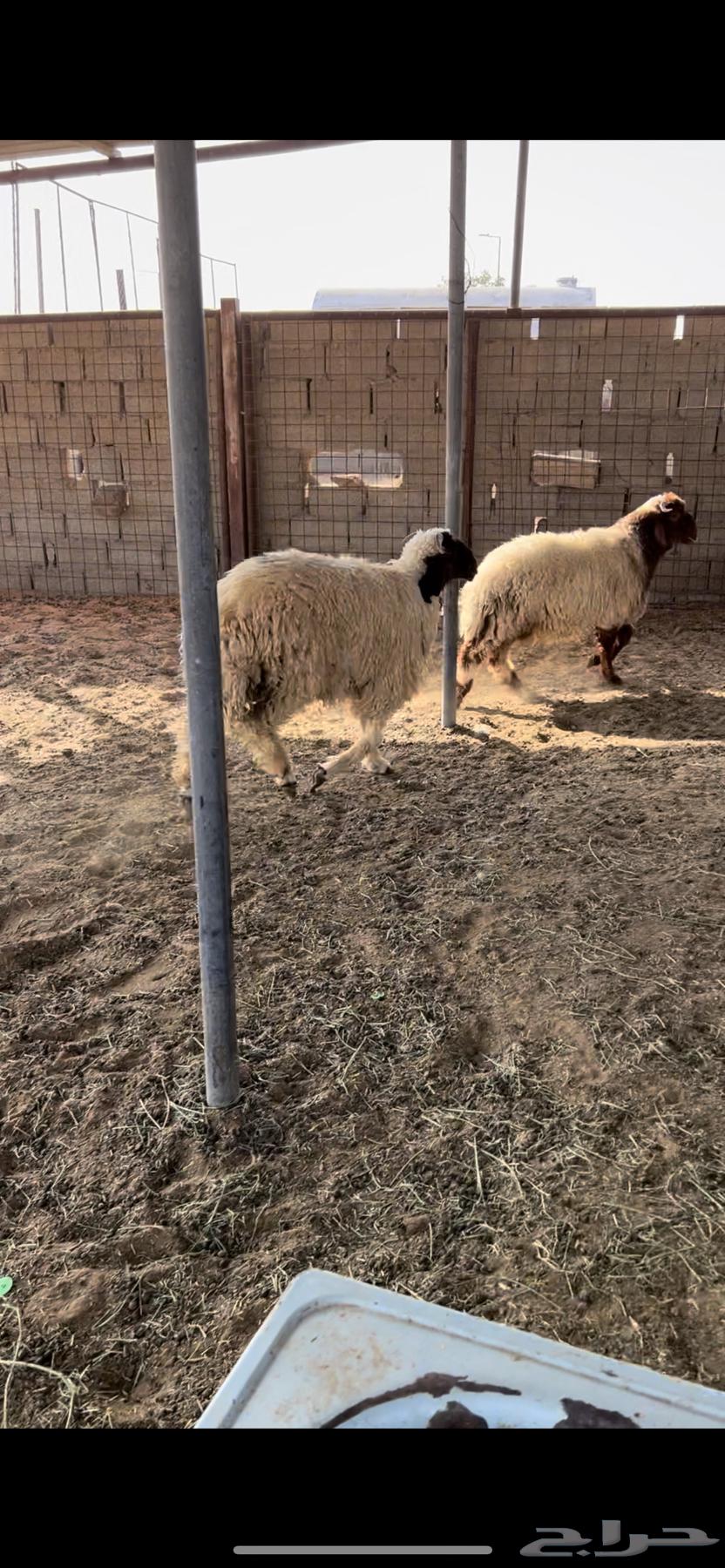 خرفان نعيم طيبات64390485513474112