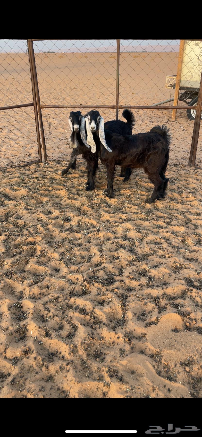 Jafar64387299734786111