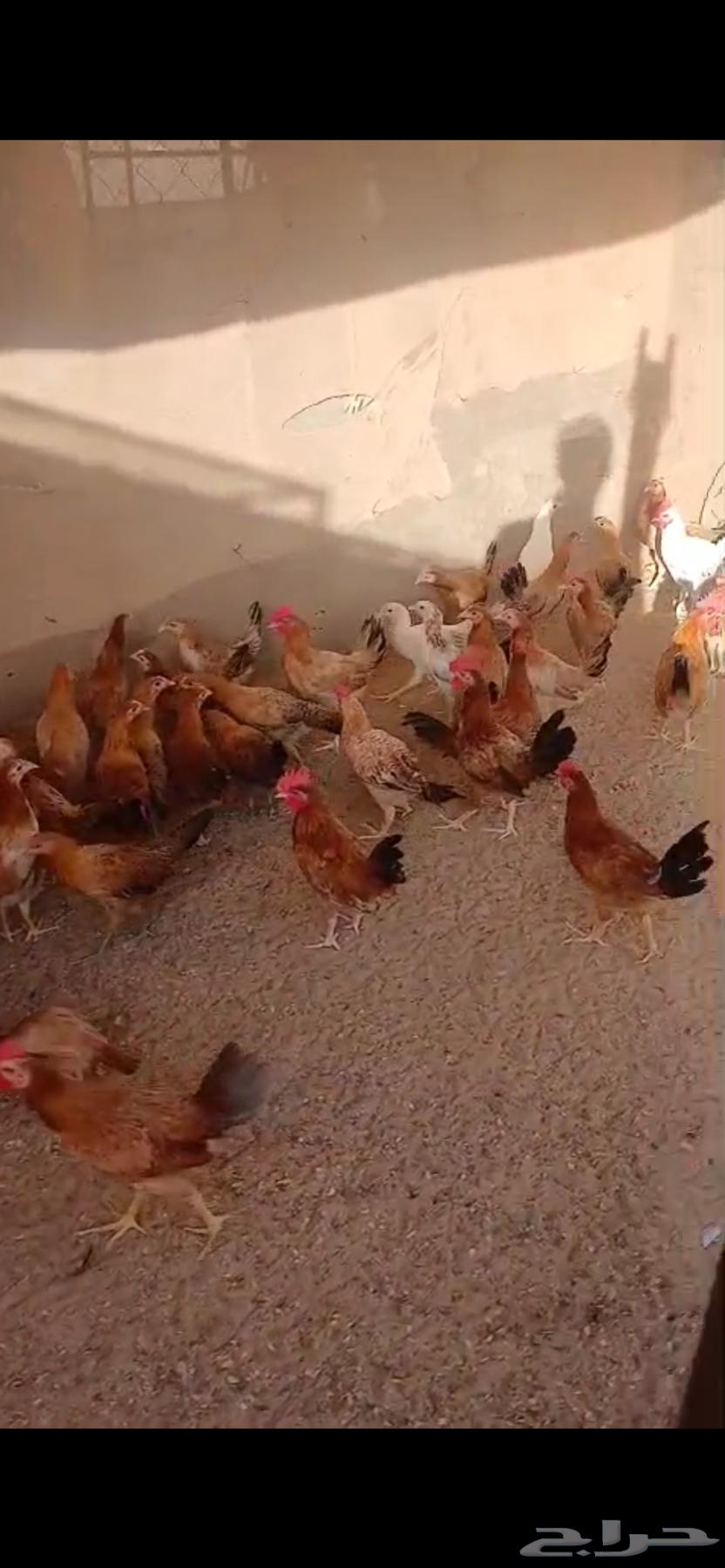 دجاج بلدي64381864607873111