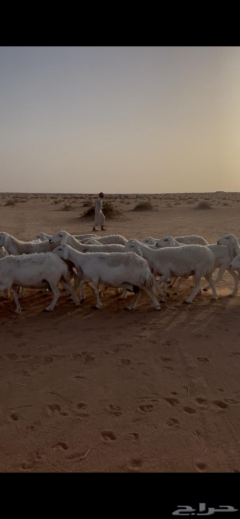 غنم حريات للبيع64391133055618113