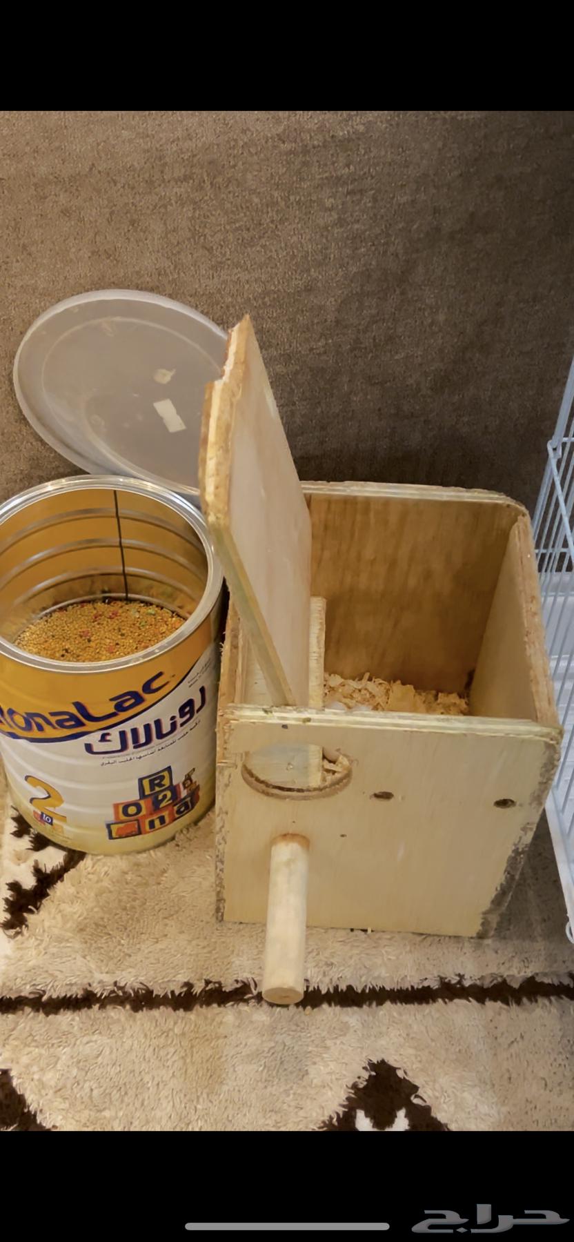 انثى الروز للبيع مع القفص والكوخ والاكل علبة نيدو والنشارة64382196909313114