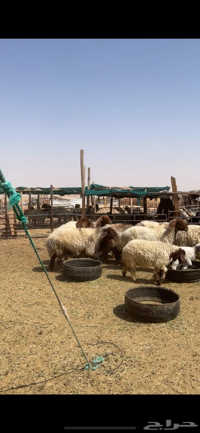 Naaim Raghayith Sheep64386193442563110