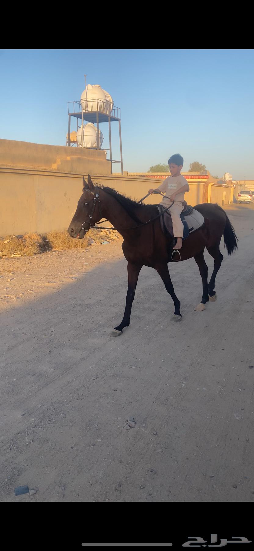 حصان شعبي64388743304449110