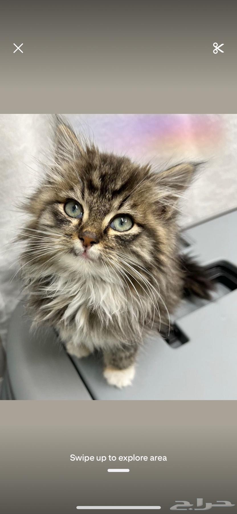 قط شيرازي للبيع64379311764738110