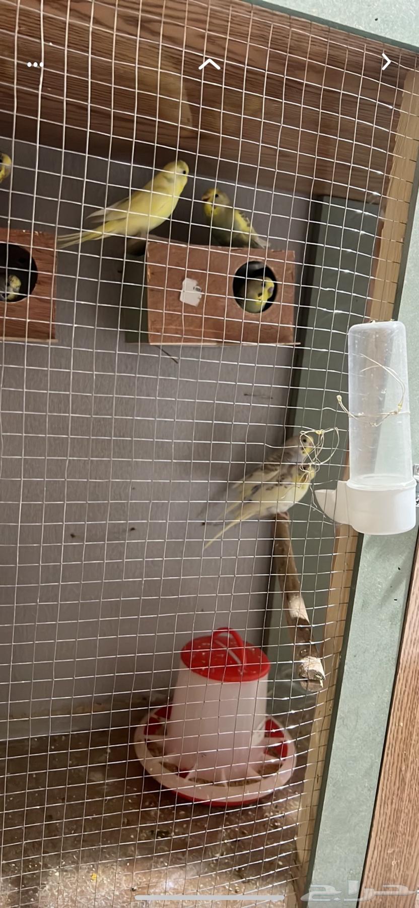 Al-Huwta Al-Sudayr64385244252930111