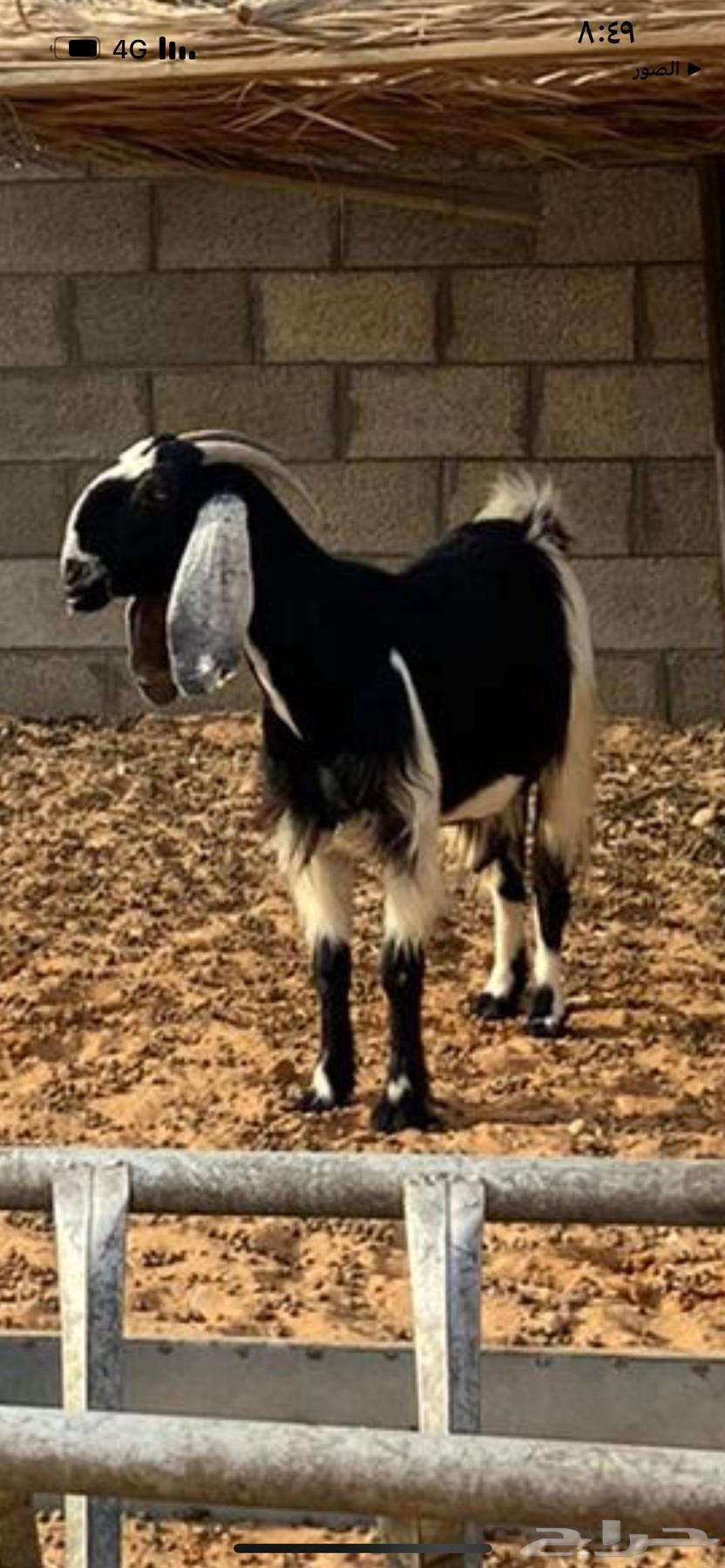 للبيع عنزين مشروكه دفيع64380696670338110