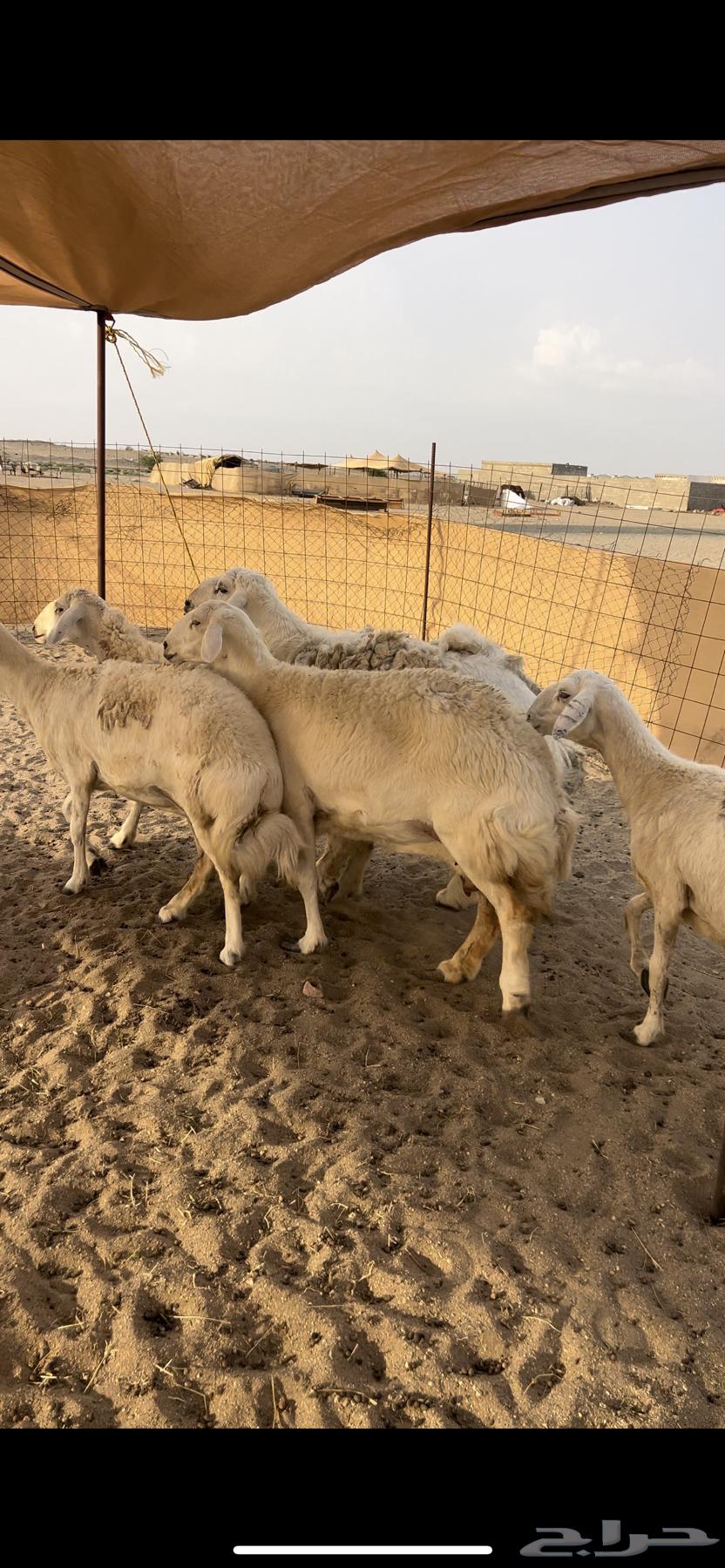 Premium free-range sheep with ram for those who prefer quality64388647095425112