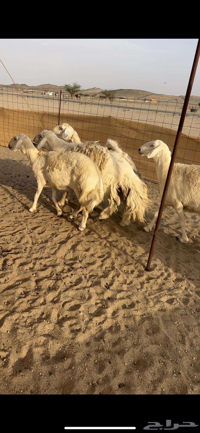 Premium free-range sheep with ram for those who prefer quality64388647095425114