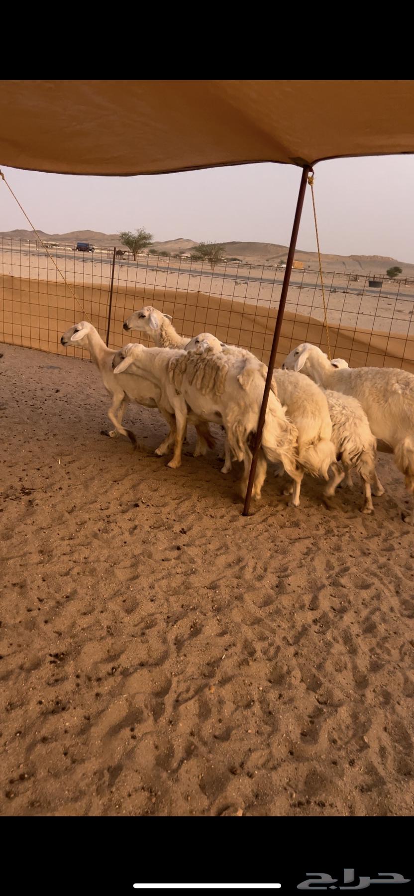 Premium free-range sheep with ram for those who prefer quality64388647095425111