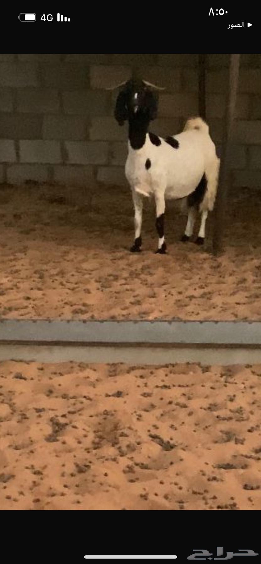 للبيع عنزين مشروكه دفيع64380696670338111