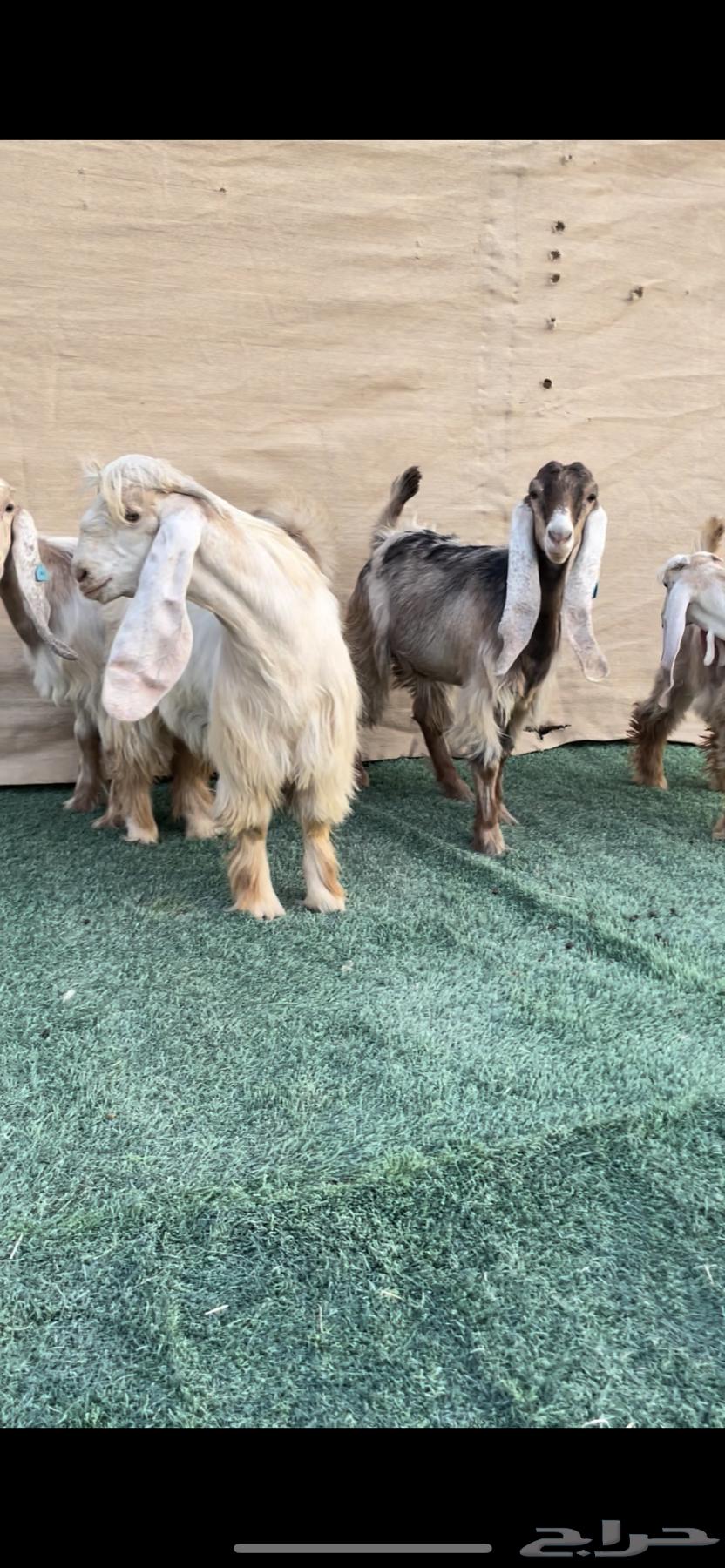 Jafar Zero Symptoms Class A Identifications64390443995395111