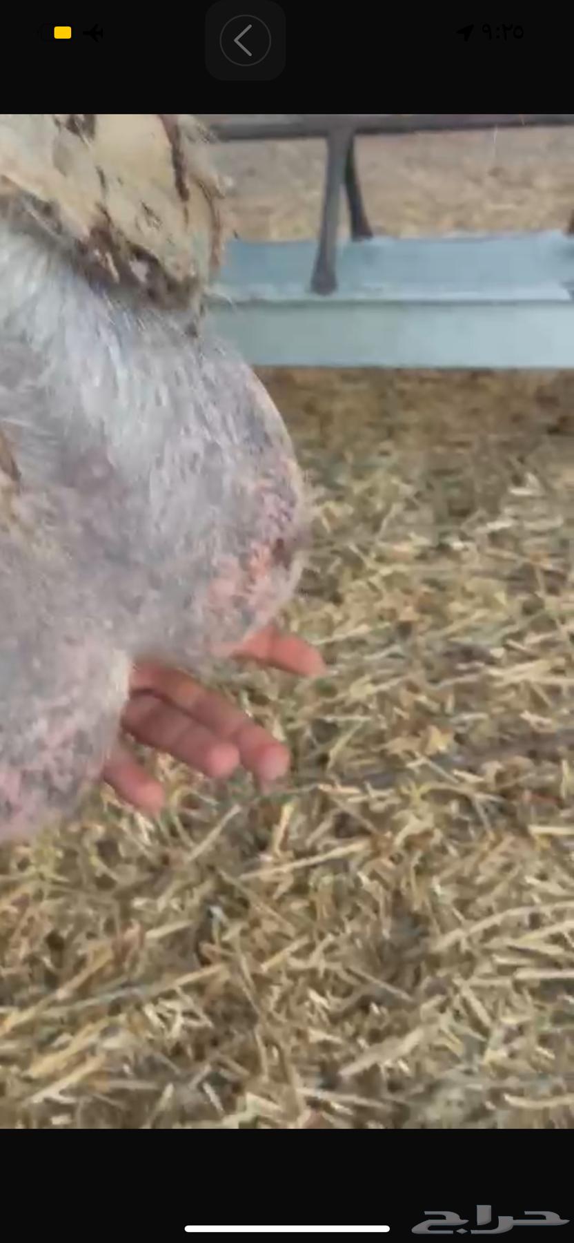 عنز معه تيس وحليب وافرر64390555014273111