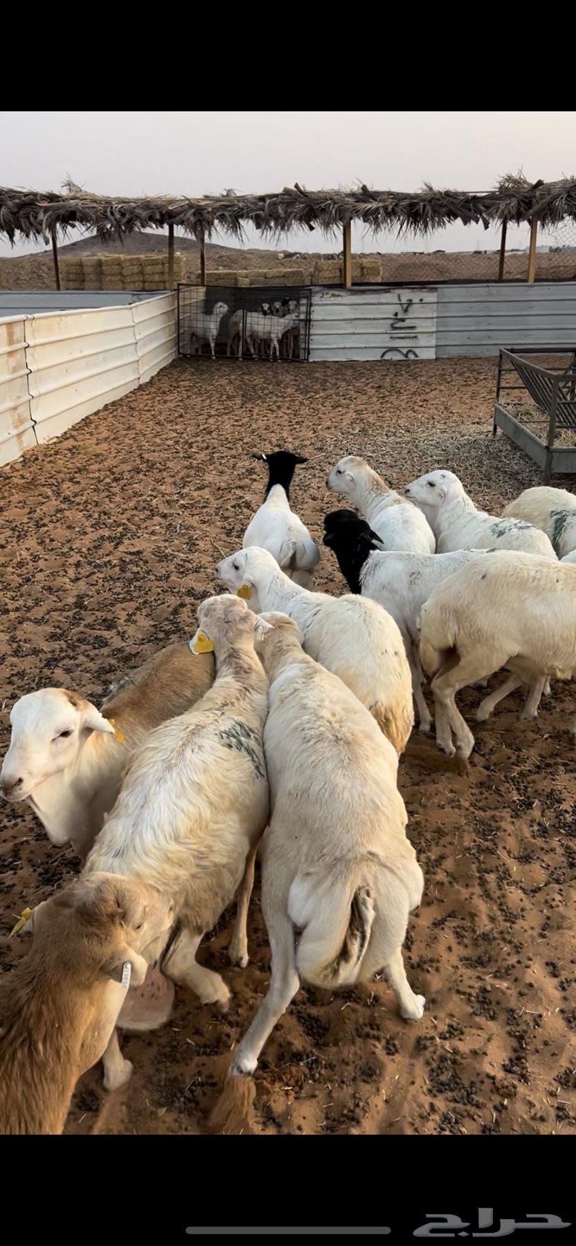 خرفان رفيد مرابي64383234001921113