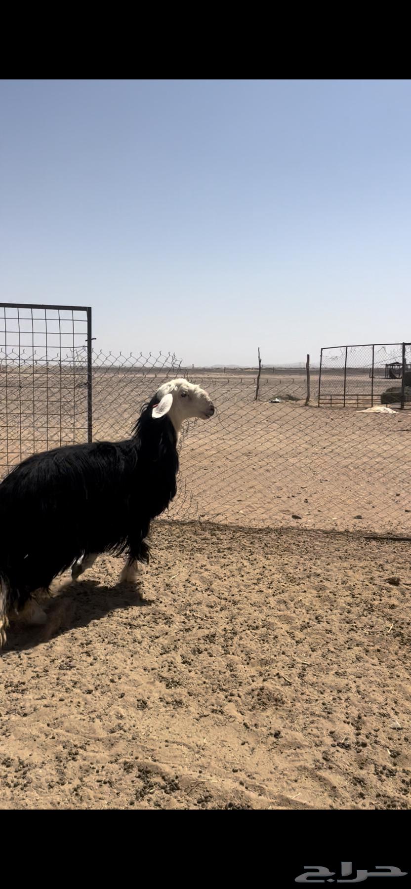 رباعيات نجد طيبه64390026670851114