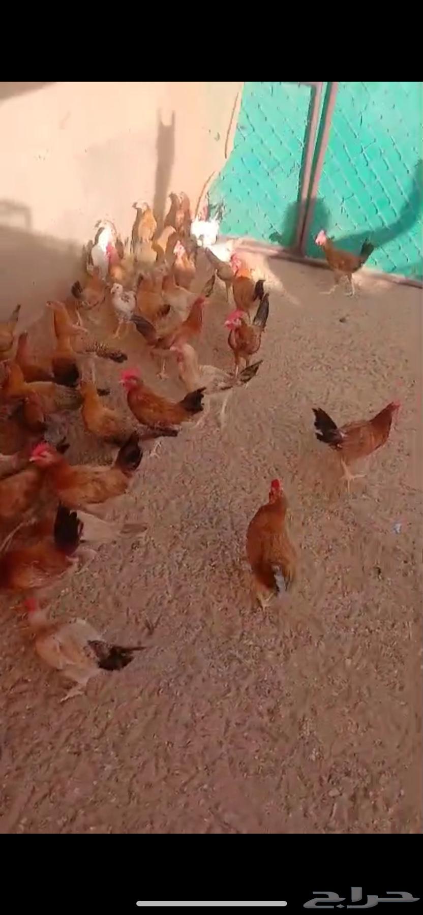 دجاج بلدي64381864607873112