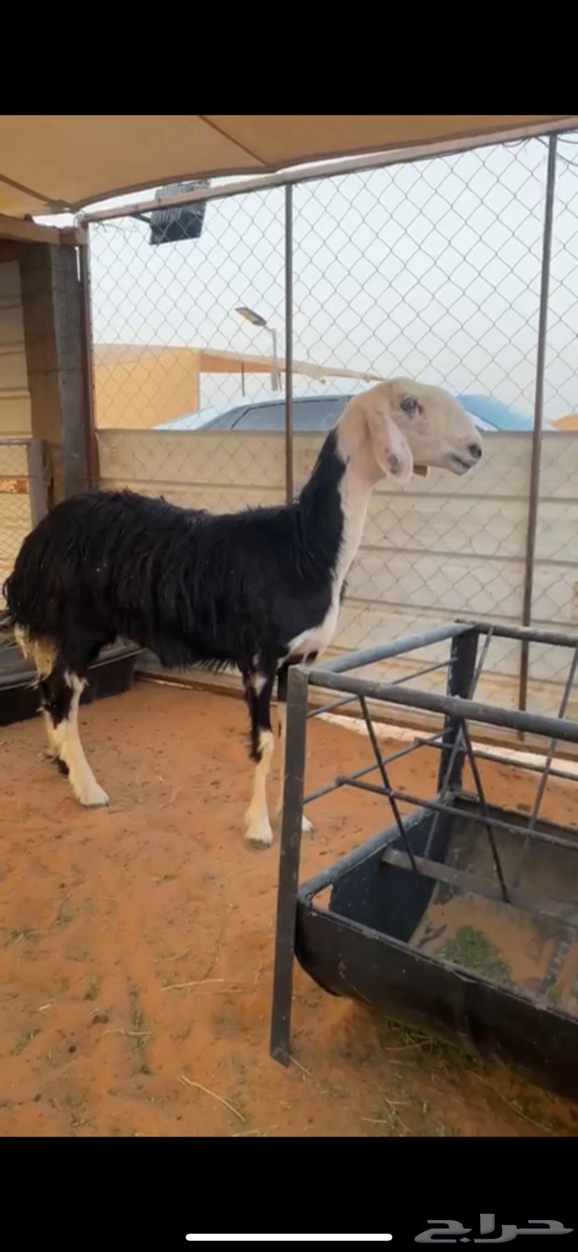 للبيع شاه نجديه خصم دافع شرط64388619554051111