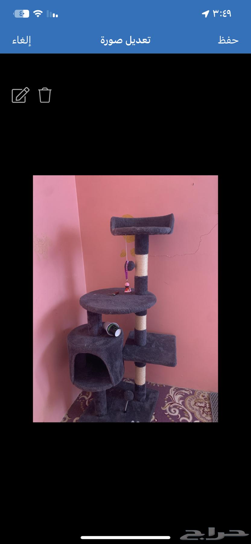 Shirazi cat, one and a half years old, available for adoption, neutered64382279214338111