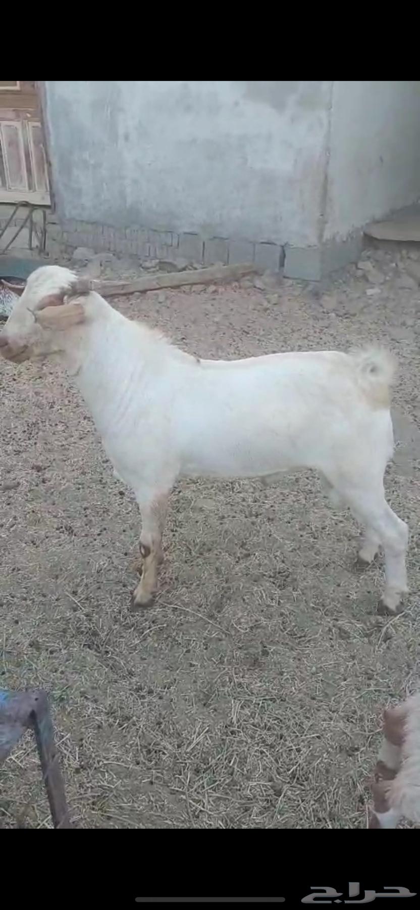 تيس للبيع64382418597761111