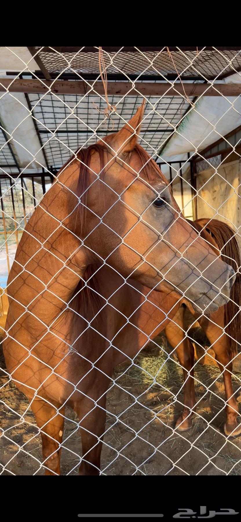 حصان للبيع64378032476931110