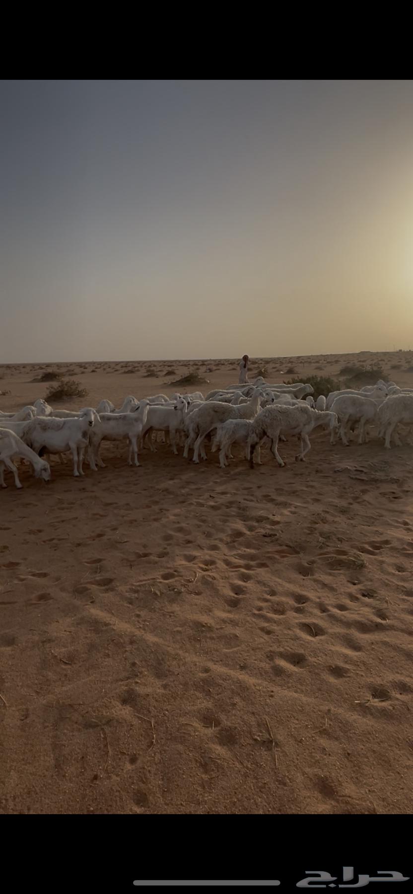 غنم حريات للبيع64391133055618112