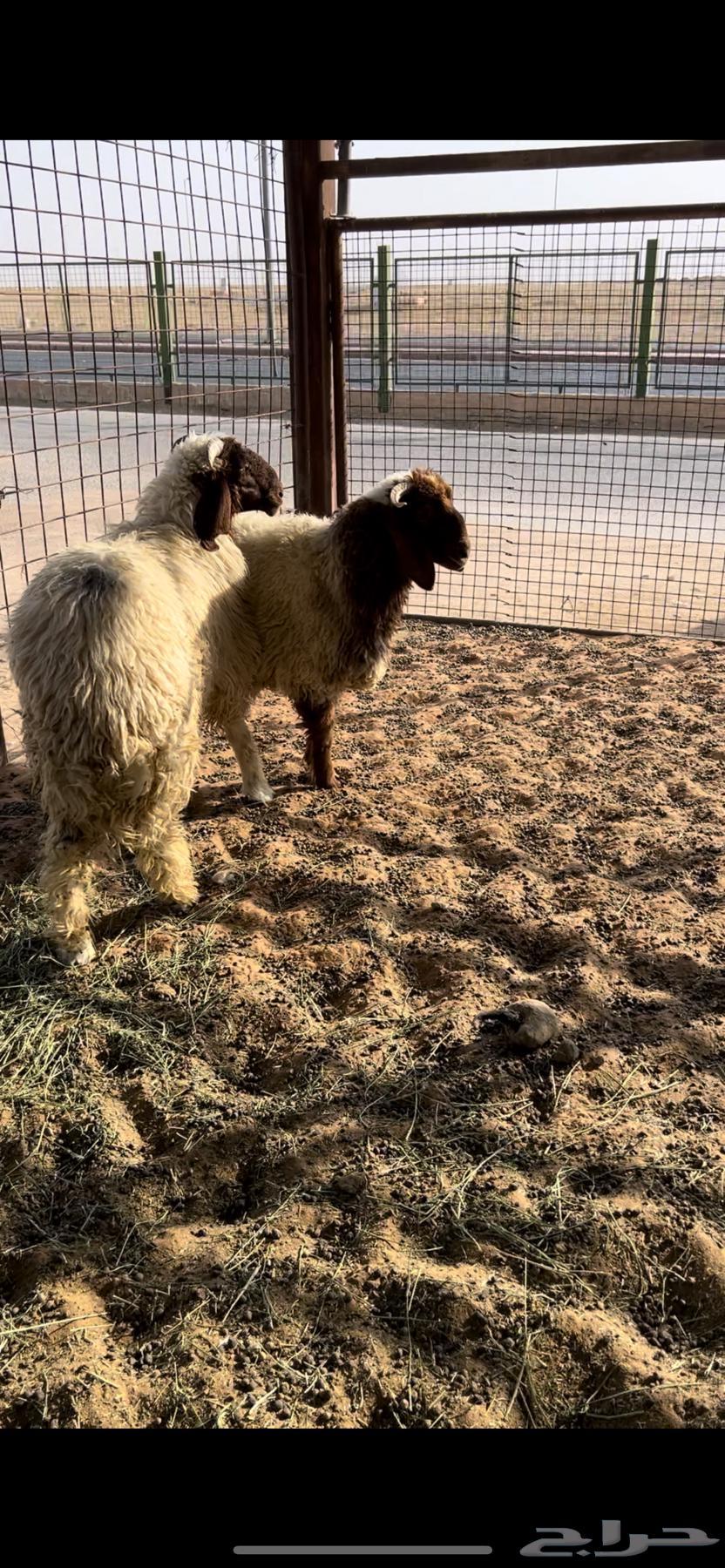 خرفان نعيم طيبات64390485513474110