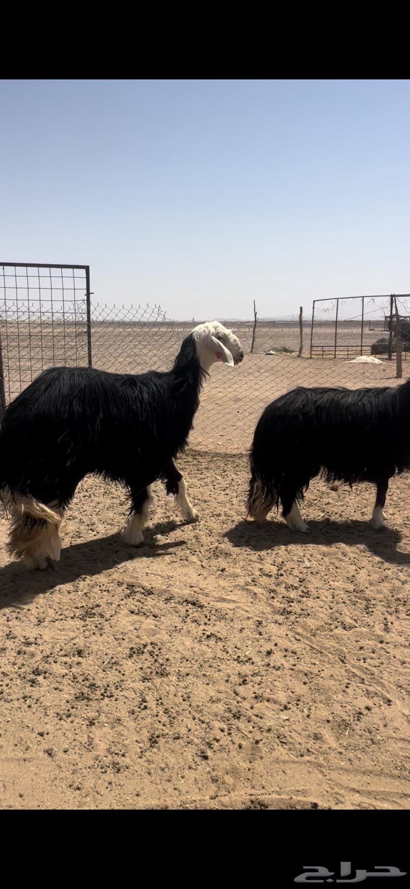 رباعيات نجد طيبه64390026670851110