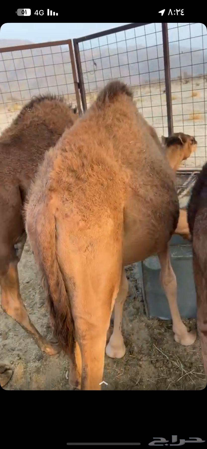 قعدان للبيع64389723016962111