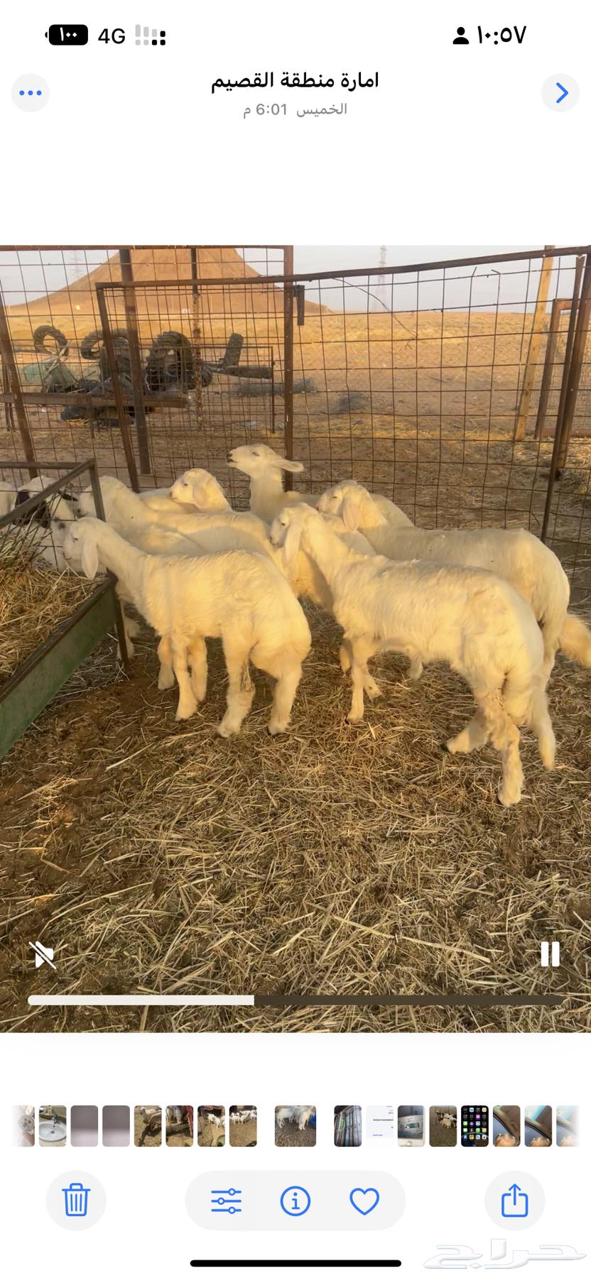 للبيع حريات64381603393027110