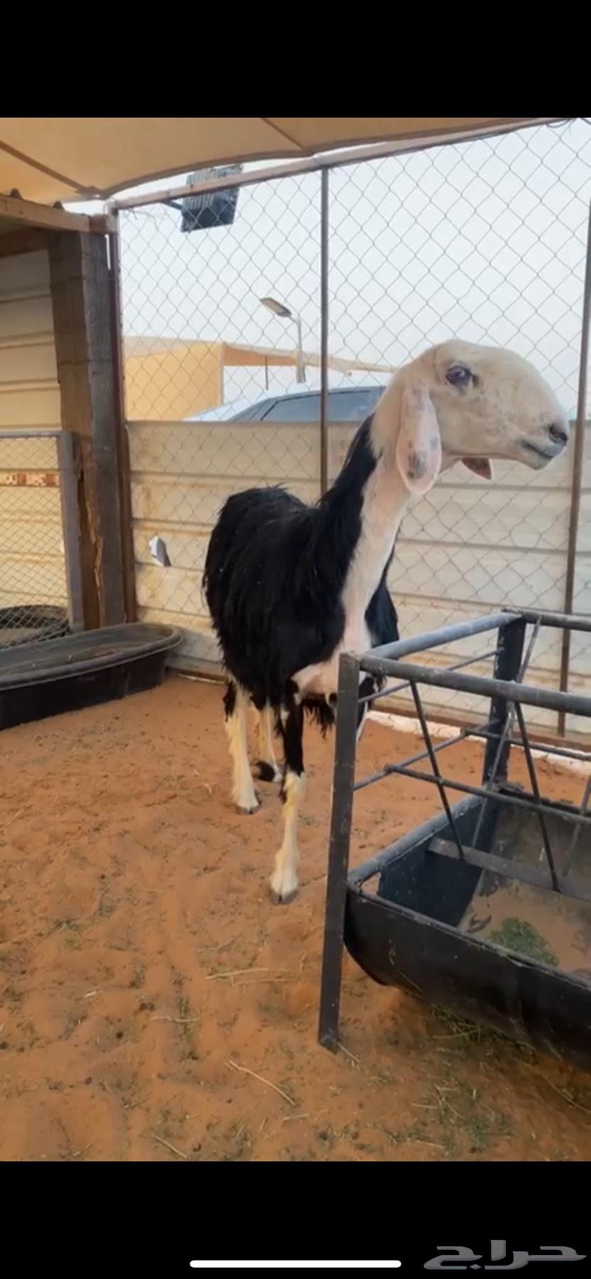 للبيع شاه نجديه خصم دافع شرط64388619554051110