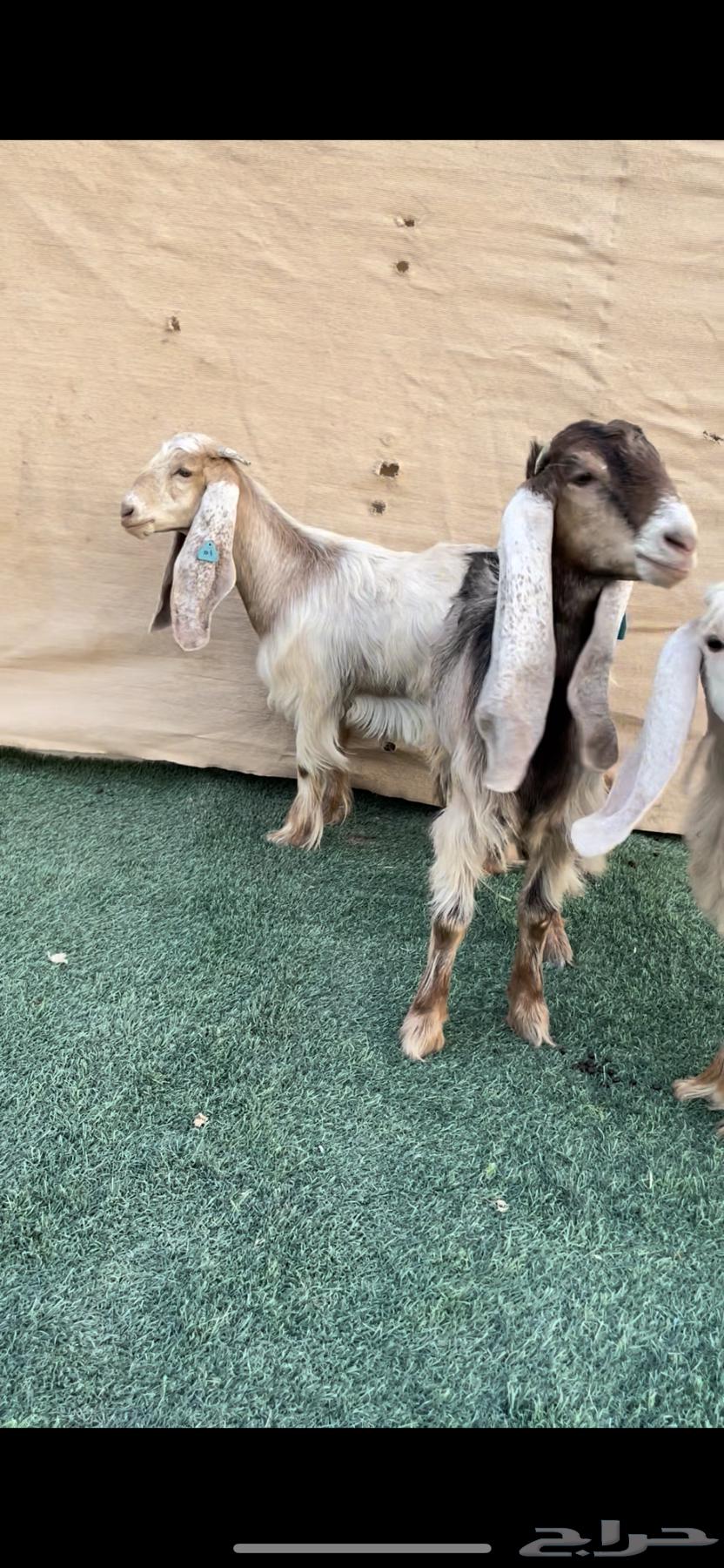 Jafar Zero Symptoms Class A Identifications64390443995395114