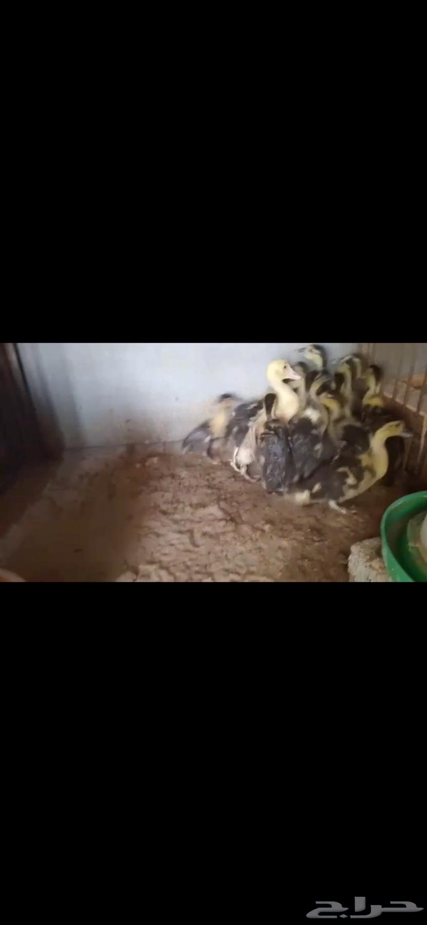 للبيع صوص بط مصري64389999211395112