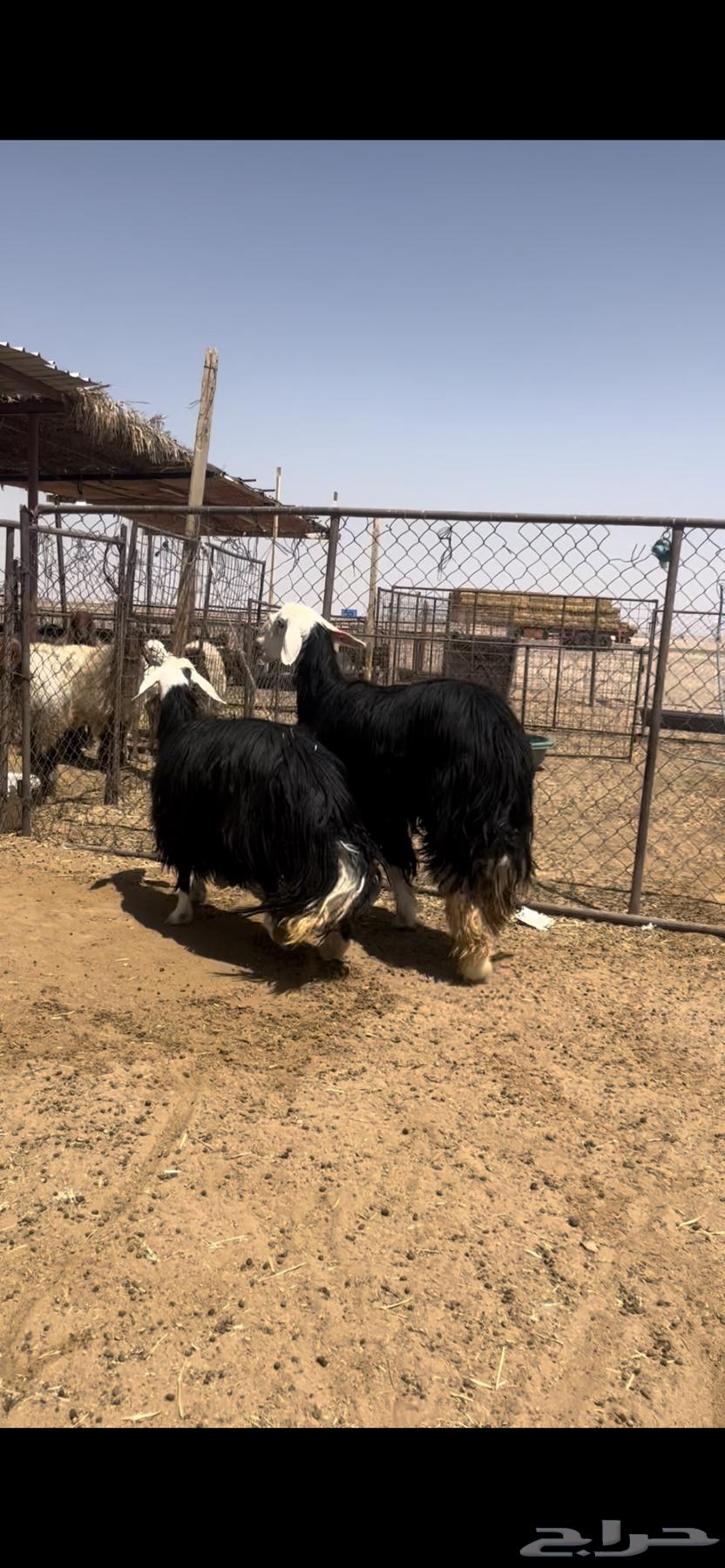 رباعيات نجد طيبه64390026670851112