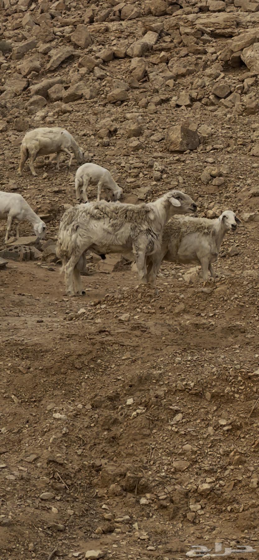 Conditionally Free Stallion64382017988225112