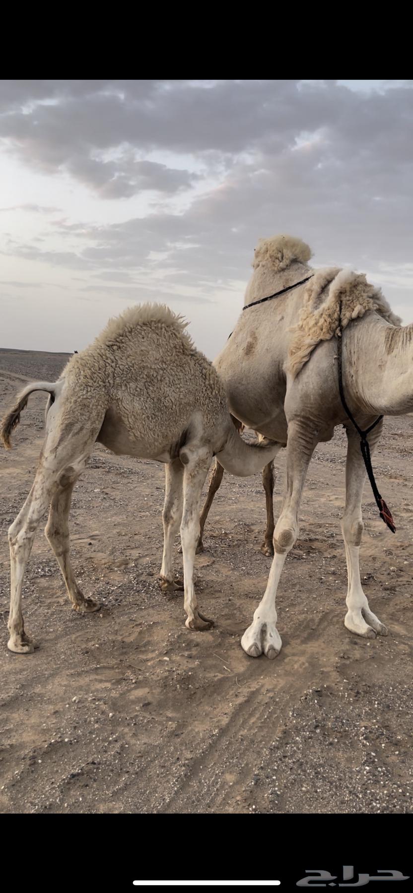 للبيع قعود64379688929539110