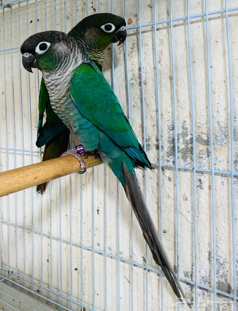 For sale pair of canaries, blue cheek and green cheek64378716749699112