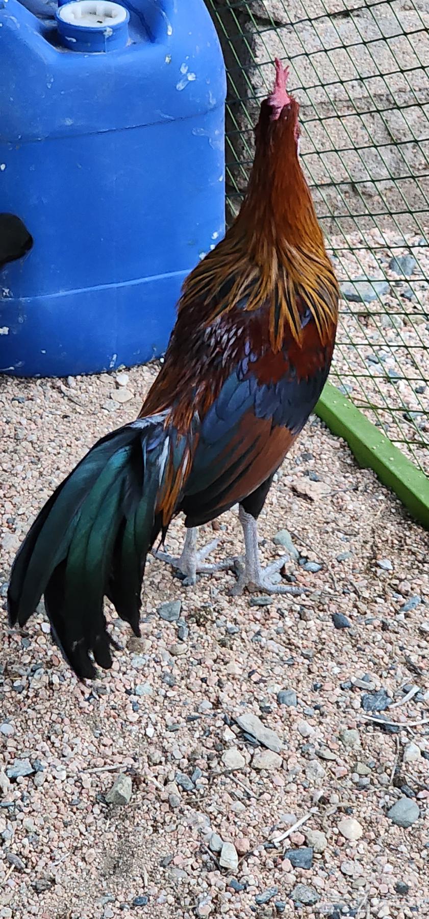 ديك فونكس بيور64377196819714111