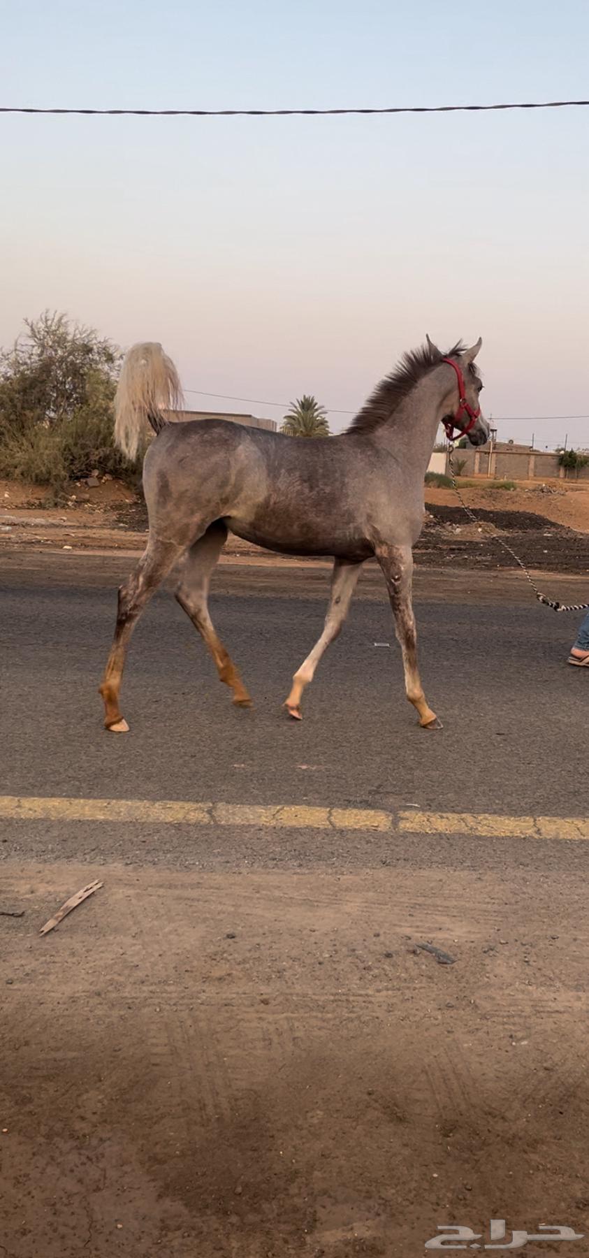 مهره واهو64391701206659113