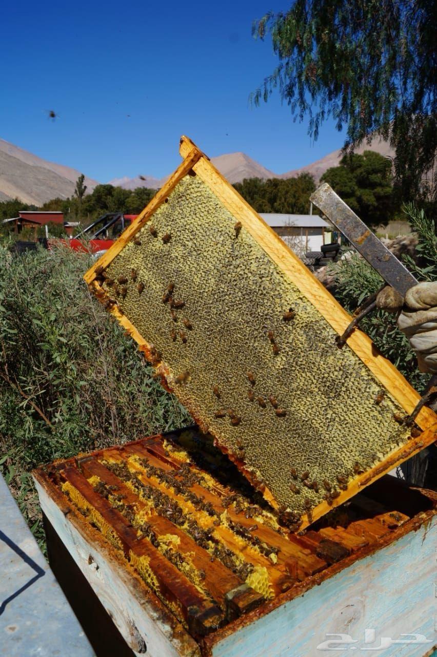 Hello, we offer guaranteed honey from a private farm in Rijal Alma.64381726297730111