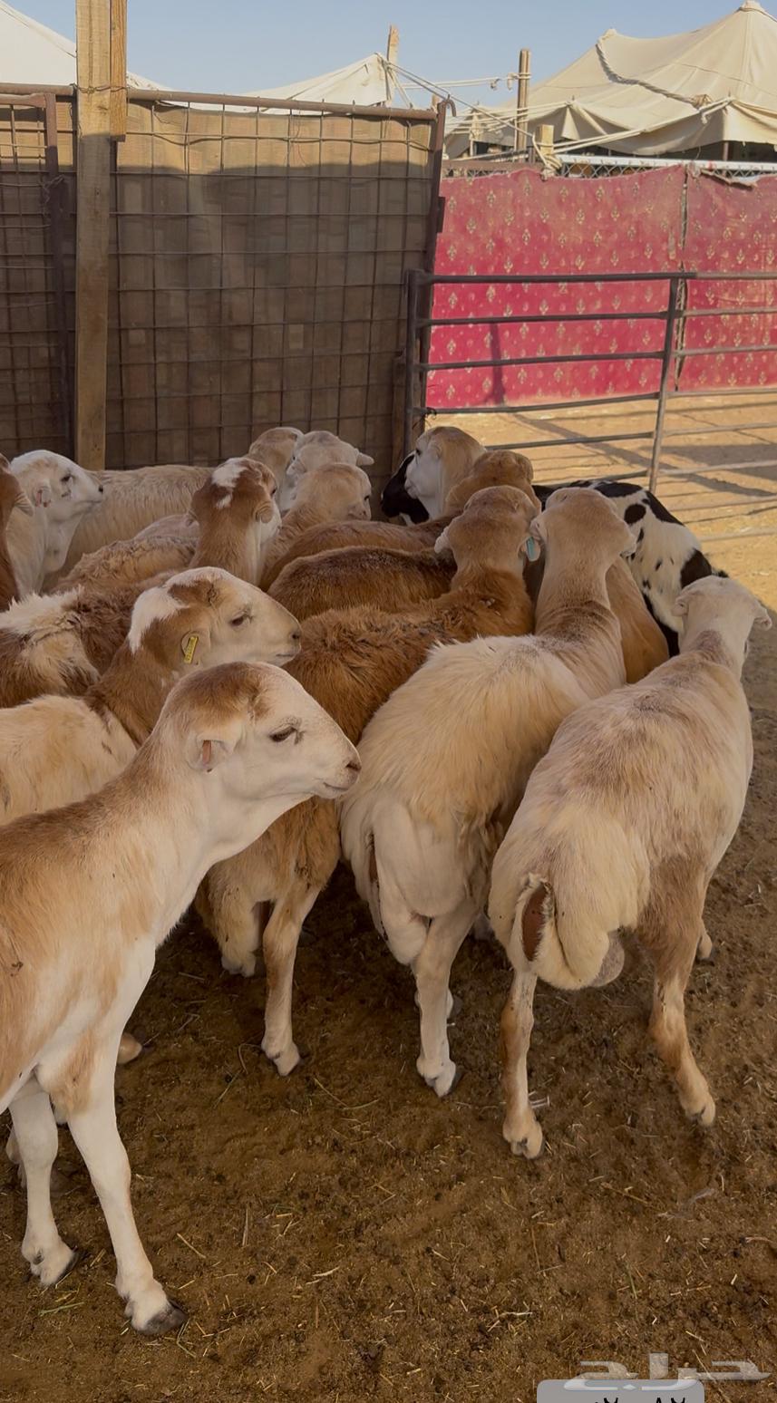 Refidi slaughter64385355372291112