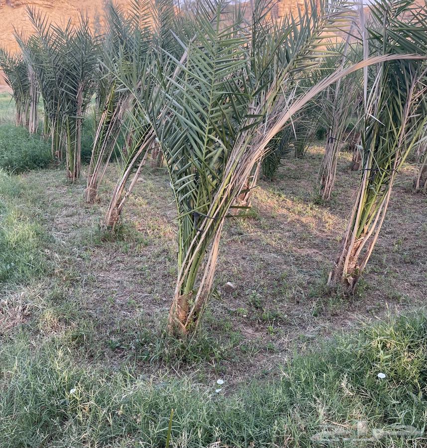 نقايل صقعي64385369942531113