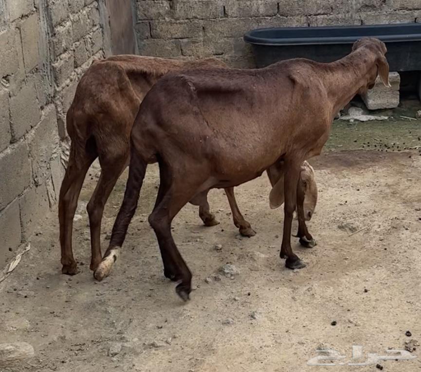 ضان سواكنيه64389294552193112