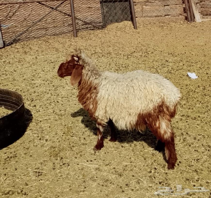 طليان للبيع64382031772675112