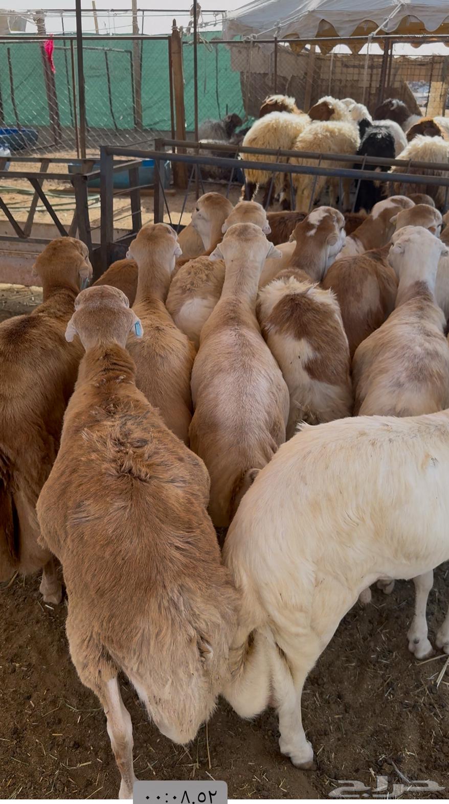 Refidi slaughter64385355372291110